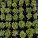 Mliečnik mandľolistý (Euphorbia amygdaloides) ´ASCOT RAINBOW´, kont. C2L